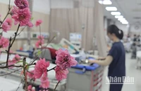 [Video] Các bệnh viện tuyến cuối nỗ lực tiếp nhận bệnh nhân cấp cứu gia tăng trong dịp Tết