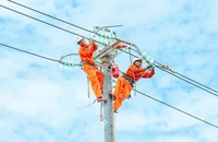 Công nhân Điện lực Đà Nẵng kiểm tra, nâng cấp đường dây.