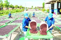 Năm 2024, xuất khẩu cà-phê của tỉnh Gia Lai đạt 210.000 tấn, kim ngạch đạt 620 triệu USD.