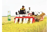 Máy cơ giới trình diễn thu hoạch lúa chất lượng cao, phát thải thấp.