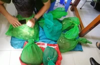 Toàn bộ số động vật nguy cấp, quý hiếm bị công an bắt giữ (ảnh do CA cung cấp).