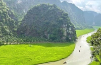 Hiện cánh đồng lúa Tam Cốc, Ninh Bình đang được nhiều khách du lịch quan tâm, tìm về.