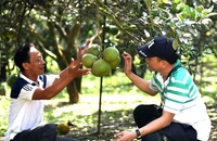 Ông Ngô Văn Sơn (bên trái) một trong những người trồng bưởi lâu năm ở vùng Tân Triều.