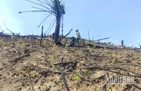 Một số diện tích rừng ở xã Hồng Hóa bị phá trái phép để lấn chiếm đất trồng rừng.