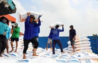 Đóng góp vào sự tăng trưởng ấn tượng của kim ngạch xuất khẩu của Việt Nam vào thị trường Philippines trong 11 tháng đầu năm 2024, phải kể đến mặt hàng gạo với mức tăng 57,2% so với cùng kỳ năm 2023. (Ảnh minh họa: TTXVN)