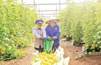 Thu hoạch dưa lưới tại Khu Nông nghiệp ứng dụng công nghệ cao An Thái do Unifarm đầu tư ở Bình Dương.