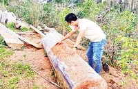 Vườn trồng sâm dây manh mún ở Hợp tác xã nông nghiệp Tuyết Sơn Kon Plông chứ không phải trồng sâm Ngọc Linh như quảng bá.