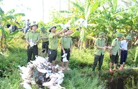 Lực lượng chức năng Nghệ An thả chim trời do các đối tượng săn bắt bị thu giữ về thiên nhiên.