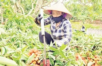 Người dân thôn Lân Thịnh, xã Phúc Hòa, huyện Tân Yên thu hoạch vải thiều. (Ảnh TRƯỜNG SƠN)
