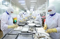 Chế biến thủy sản xuất khẩu tại Công ty cổ phần Thủy sản Cafatex (Hậu Giang). (Ảnh ĐỨC AN)