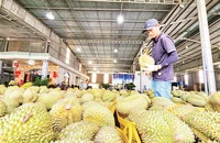 Thu mua sầu riêng phục vụ xuất khẩu trên địa bàn huyện Cai Lậy, tỉnh Tiền Giang. (Ảnh NGUYỄN SỰ)