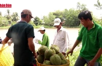 [Video] Thêm 960 mã số sầu riêng được phép xuất khẩu sang Trung Quốc