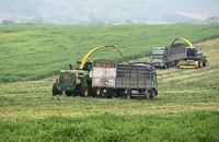 Thu hoạch ngô, cỏ bằng hệ thống cơ giới ở trang trại bò sữa TH.