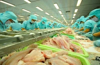 Xuất khẩu cá tra của Việt Nam tăng trưởng mạnh nhờ các hiệp định thương mại tự do.