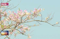 Hoa ban bung nở nơi thung lũng Mường Thanh