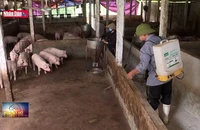 Ngăn chặn nguy cơ bùng phát dịch tả lợn Châu Phi