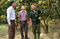 Bưởi Soi Hà sản phẩm OCOP đạt tiêu chuẩn 4 sao đủ tiêu chuẩn xuất khẩu.