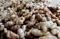 Sản phẩm gừng Kỳ Sơn được Cục Sở hữu trí tuệ cấp Giấy chứng nhận đăng ký chỉ dẫn địa lý từ năm 2019. Gừng Kỳ Sơn có 2 loại, gồm gừng dé và gừng sừng trâu.