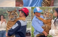 Hình ảnh chú hổ tiếp xúc với người tại Khu du lịch sinh thái Hòn Nhạn được đăng tải lên mạng xã hội.