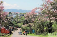 Bảo Lộc mùa hoa hồng phấn. (Ảnh: VĂN BẢO)