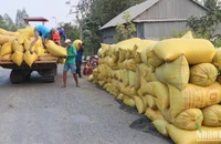 Nông dân An Giang thu hoạch lúa.