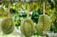 Ảnh minh họa. (Ảnh: HNV)