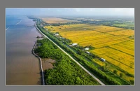 Đồng bằng sông Cửu Long là một trong những vùng gánh vác vai trò an ninh lương thực cho cả nước. Ảnh: Dũng Nguyễn