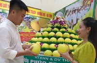 Bưởi Phúc Trạch được coi là đệ nhất danh quả được người tiêu dùng ưa chuộng bởi chất lượng sản phẩm và giá trị dinh dưỡng.