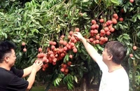Vải trứng Hưng Yên với ưu thế, quả to, mã đẹp, vị ngọt thơm được đông đảo người tiêu dùng ưa chuộng. (Ảnh: TTXVN)