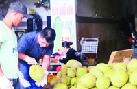 Sản phẩm sầu riêng từ mô hình tiêu chuẩn VietGAP có mẫu mã, chất lượng tốt, được thị trường đón nhận.