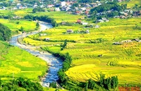 Con suối chảy dọc thung lũng Mường Hoa nuôi dưỡng và tôn thêm vẻ đẹp ruộng bậc thang mùa lúa chín có màu vàng mơ. (Ảnh: Quốc Hồng)