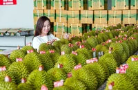Kim ngạch xuất khẩu sầu riêng sang Trung Quốc tăng trưởng mạnh. (Ảnh HÀ AN)