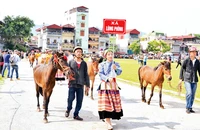 Chuẩn bị vào cuộc đua.