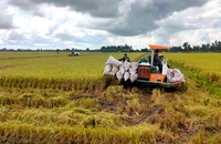 Thu hoạch lúa tại xã Trường Xuân, huyện Tháp Mười, tỉnh Đồng Tháp. (Ảnh HỮU NGHĨA)