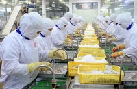 Chế biến thủy sản xuất khẩu ở Công ty cổ phần Thủy sản Cafatex (Hậu Giang). (Ảnh TRẦN QUỐC)