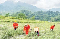 Người dân thôn Nà Săm, xã Thượng Giáo (huyện Ba Bể) chăm sóc cây cà gai leo do Chương trình mục tiêu quốc gia về phát triển kinh tế-xã hội vùng đồng bào dân tộc thiểu số và miền núi hỗ trợ.
