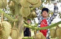 Thương lái tuyển lựa sầu riêng tại vườn của bà Nguyễn Thị Hoa, xã Mỹ Thành Bắc, huyện Cai Lậy, tỉnh Tiền Giang để xuất khẩu.