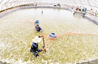 Thu hoạch tôm ở Bạc Liêu. (Ảnh THANH CƯỜNG)
