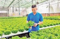 Mô hình trồng rau ứng dụng công nghệ thông tin của Hợp tác xã Tuấn Ngọc, thành phố Thủ Đức.
