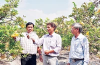 Một vườn chuyên canh cây mãng cầu (na) cho thu hoạch cao gấp nhiều lần so với trồng lúa ở Tây Ninh.