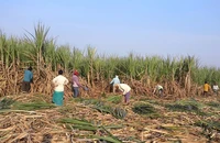 Thu hoạch mía.