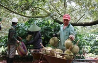 Thu hoạch sầu riêng. (Ảnh: TTXVN)