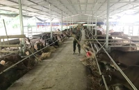 Bò của các hộ dân nhưng được nuôi tập trung tại chuồng trại của Hợp tác xã Nhung Lũy, huyện Ba Bể.
