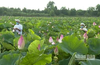 Sản phẩm OCOP ở quê hương đất sen hồng