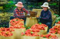 Chôm chôm là một trong những loại trái cây đặc trưng của tỉnh Đồng Nai và vùng đất Long Khánh. Hiện nay, tại các nhà vườn, nông dân đang hối hả thu hoạch.