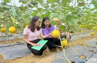 Cán bộ tín dụng chính sách kiểm tra hiệu quả nguồn vốn tại xã Ngọc Đào, huyện Hà Quảng, tỉnh Cao Bằng.