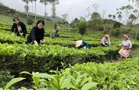 Du khách trải nghiệm hái chè Shan tuyết tại xã Gia Hội, huyện Văn Chấn (Yên Bái).