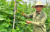 Mô hình canh tác sử dụng kết hợp phân bón hữu cơ và vô cơ tại xã Tân Dĩnh, huyện Lạng Giang (Bắc Giang).