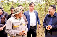 Lãnh đạo Ủy ban nhân dân tỉnh Yên Bái thăm mô hình sản xuất cà chua tại xã Nậm Khắt, huyện Mù Cang Chải.