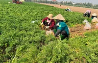 Thu hoạch cà-rốt muộn tại xã Cao Ðức, huyện Gia Bình, tỉnh Bắc Ninh.